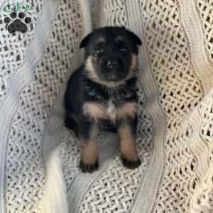 Zephyr, German Shepherd Puppy