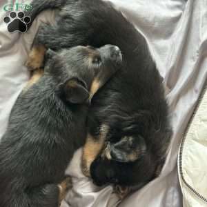 River, German Shepherd Puppy