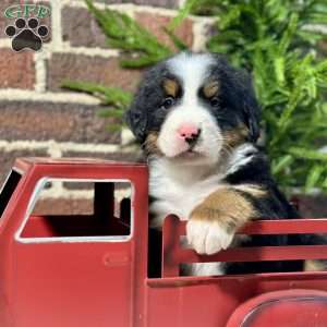 Bailey, Bernese Mountain Dog Puppy