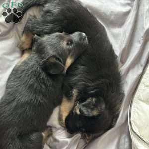 Drifter, German Shepherd Puppy