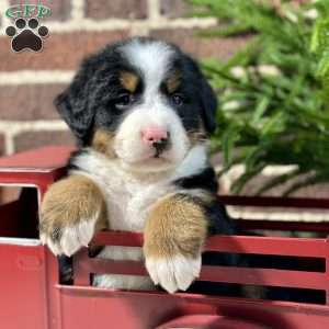 Bailey, Bernese Mountain Dog Puppy