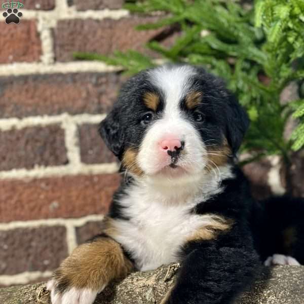 Bailey, Bernese Mountain Dog Puppy