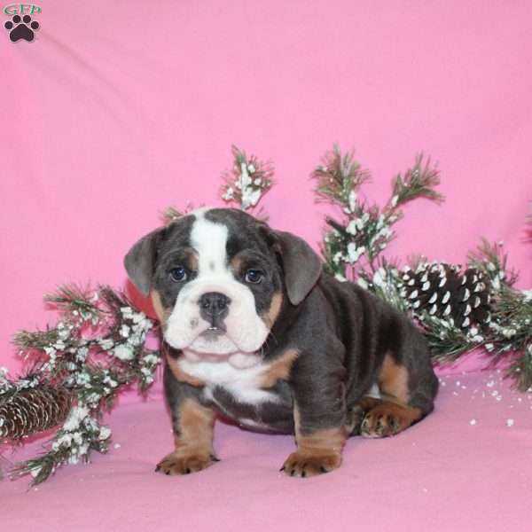 Silver Bells, English Bulldog Puppy