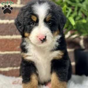 Bailey, Bernese Mountain Dog Puppy