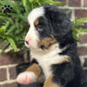 Beauty, Bernese Mountain Dog Puppy