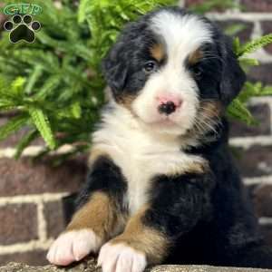 Beauty, Bernese Mountain Dog Puppy