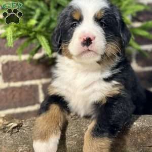 Beauty, Bernese Mountain Dog Puppy