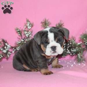 Silver Bells, English Bulldog Puppy