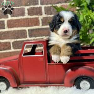 Beauty, Bernese Mountain Dog Puppy