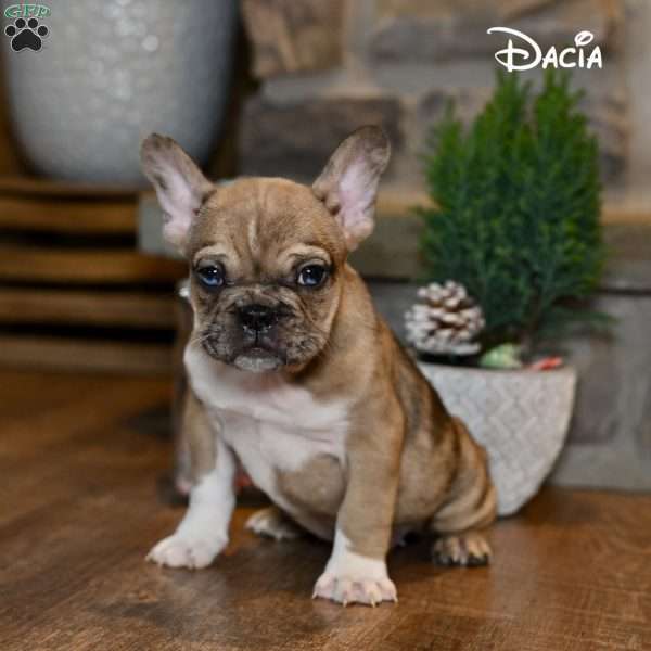 Dacia, French Bulldog Puppy