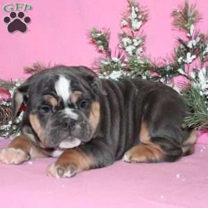 Sugar Plum, English Bulldog Puppy