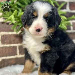 Beauty, Bernese Mountain Dog Puppy