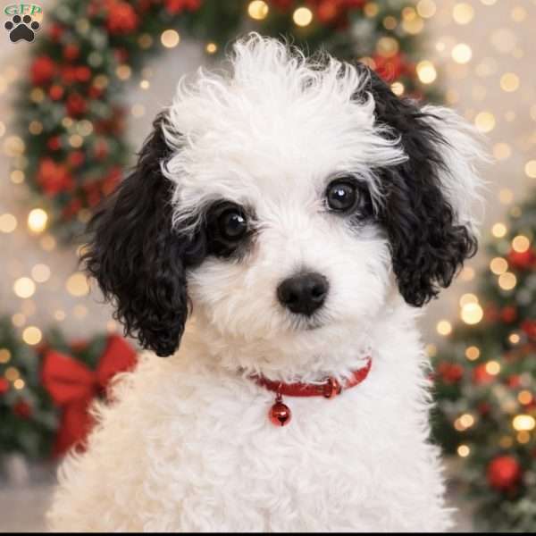 Lolita, Cavapoo Puppy