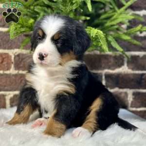 Bella, Bernese Mountain Dog Puppy
