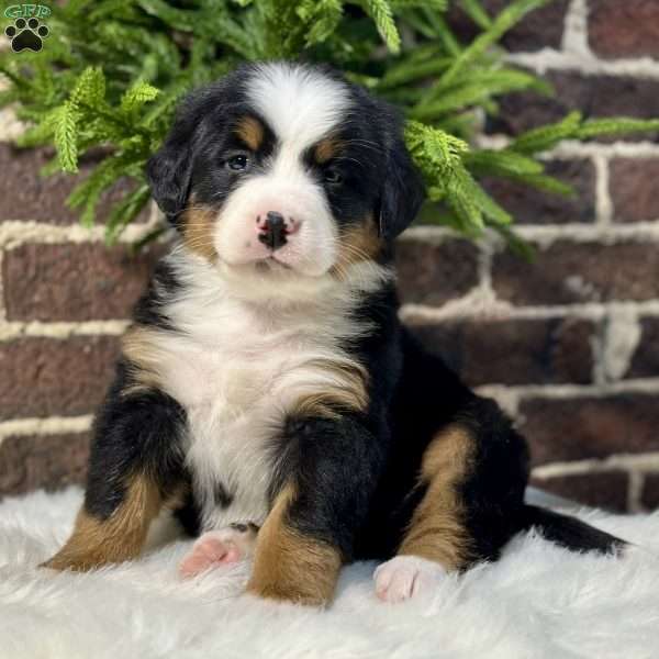 Bella, Bernese Mountain Dog Puppy