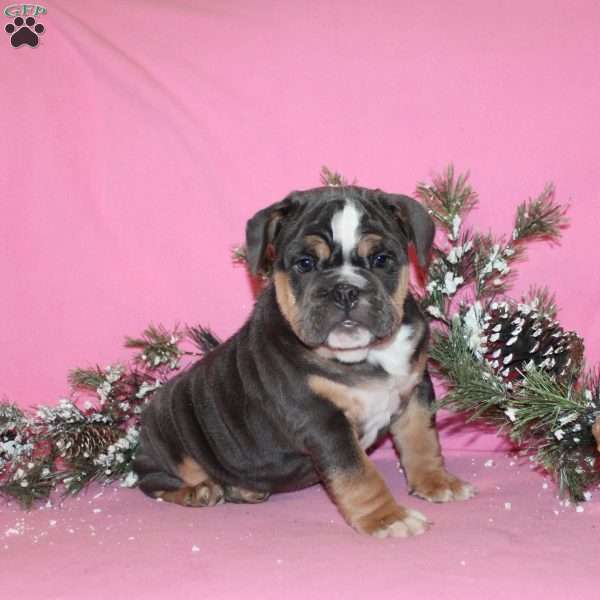 Sugar Plum, English Bulldog Puppy