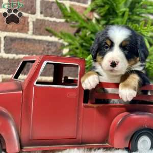 Bella, Bernese Mountain Dog Puppy