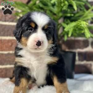 Bella, Bernese Mountain Dog Puppy