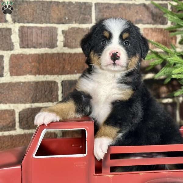 Sasha, Bernese Mountain Dog Puppy