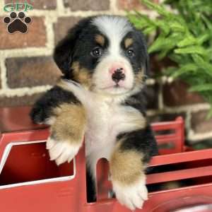 Sasha, Bernese Mountain Dog Puppy