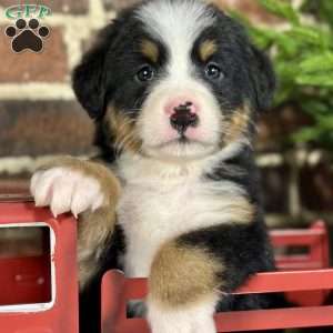Sasha, Bernese Mountain Dog Puppy