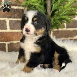 Sasha, Bernese Mountain Dog Puppy