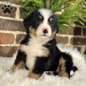 Sasha, Bernese Mountain Dog Puppy