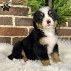 Sasha, Bernese Mountain Dog Puppy