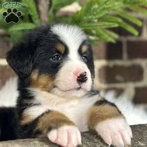 Sasha, Bernese Mountain Dog Puppy