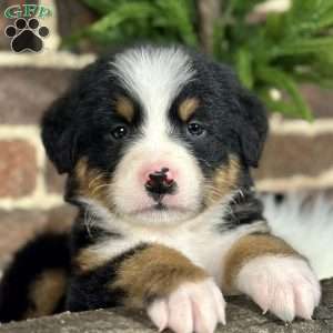 Sasha, Bernese Mountain Dog Puppy
