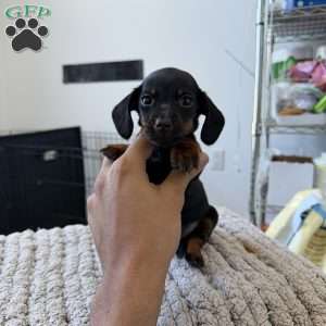 Chrome, Dachshund Puppy