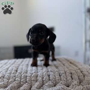 Chrome, Dachshund Puppy