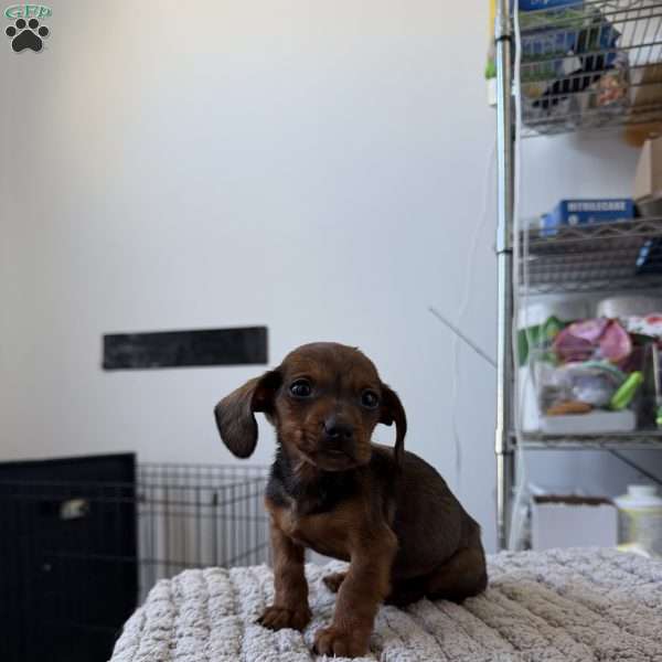 Chrome, Dachshund Puppy