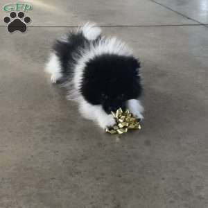 Riley, Pomeranian Puppy