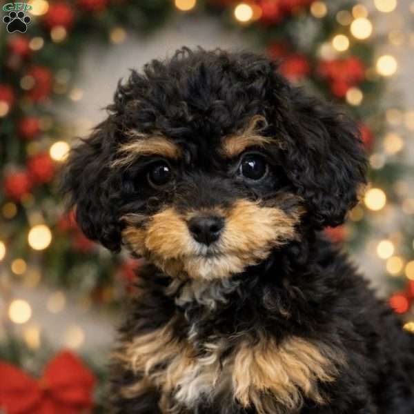 Becky, Cavapoo Puppy