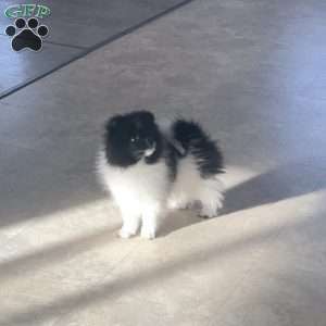 Riley, Pomeranian Puppy