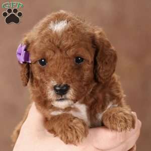 Senia, Mini Goldendoodle Puppy