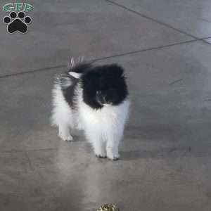 Riley, Pomeranian Puppy