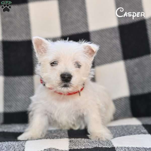 Casper, West Highland Terrier Puppy