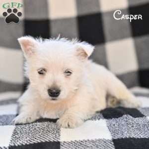 Casper, West Highland Terrier Puppy