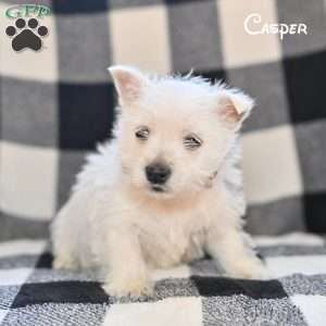 Casper, West Highland Terrier Puppy