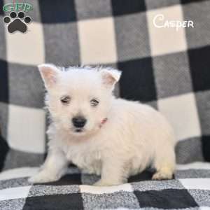 Casper, West Highland Terrier Puppy