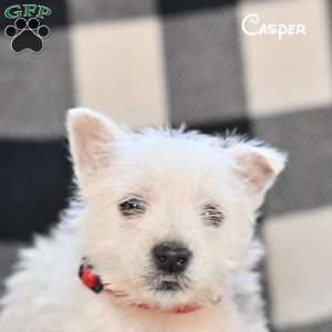 Casper, West Highland Terrier Puppy