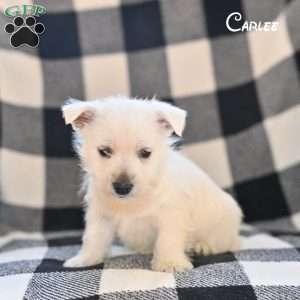 Carlee, West Highland Terrier Puppy