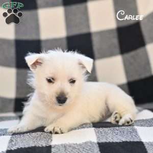 Carlee, West Highland Terrier Puppy