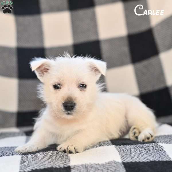 Carlee, West Highland Terrier Puppy