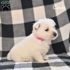 Carlee, West Highland Terrier Puppy
