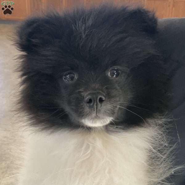 Riley, Pomeranian Puppy