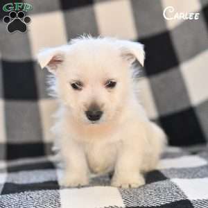 Carlee, West Highland Terrier Puppy