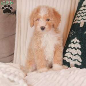 Hazel, Mini Sheepadoodle Puppy